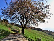 21 Altra cascina con pianta colorata d'autunno 